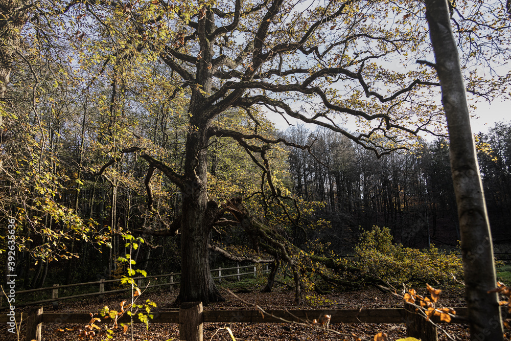 Wildlife sanctuary Hahnheide - in the forest