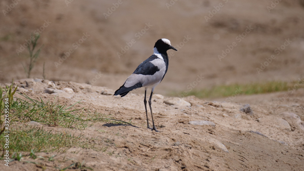 Mountain Wheatear on the ground Mountain Wheatear on the ground