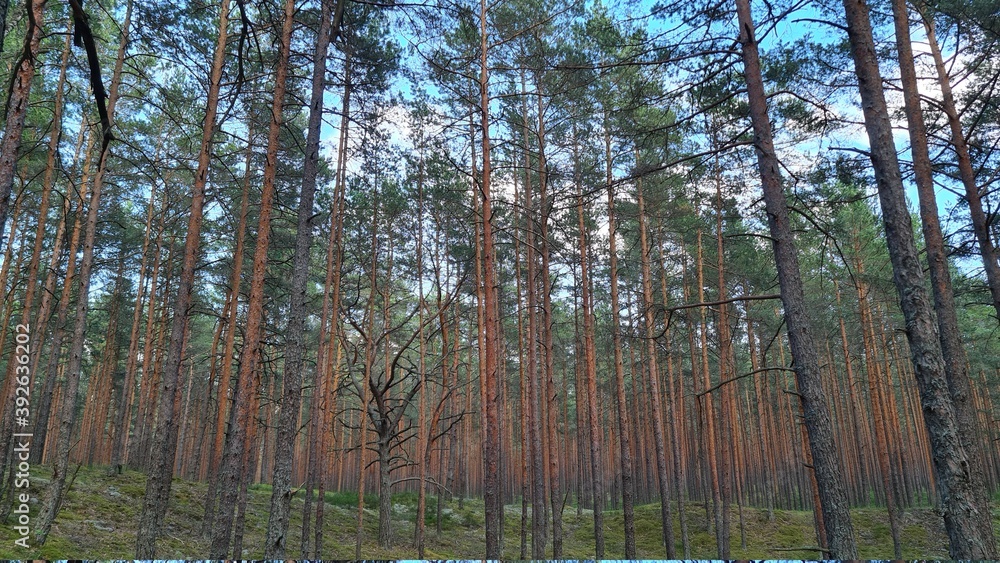 Fototapeta premium trees