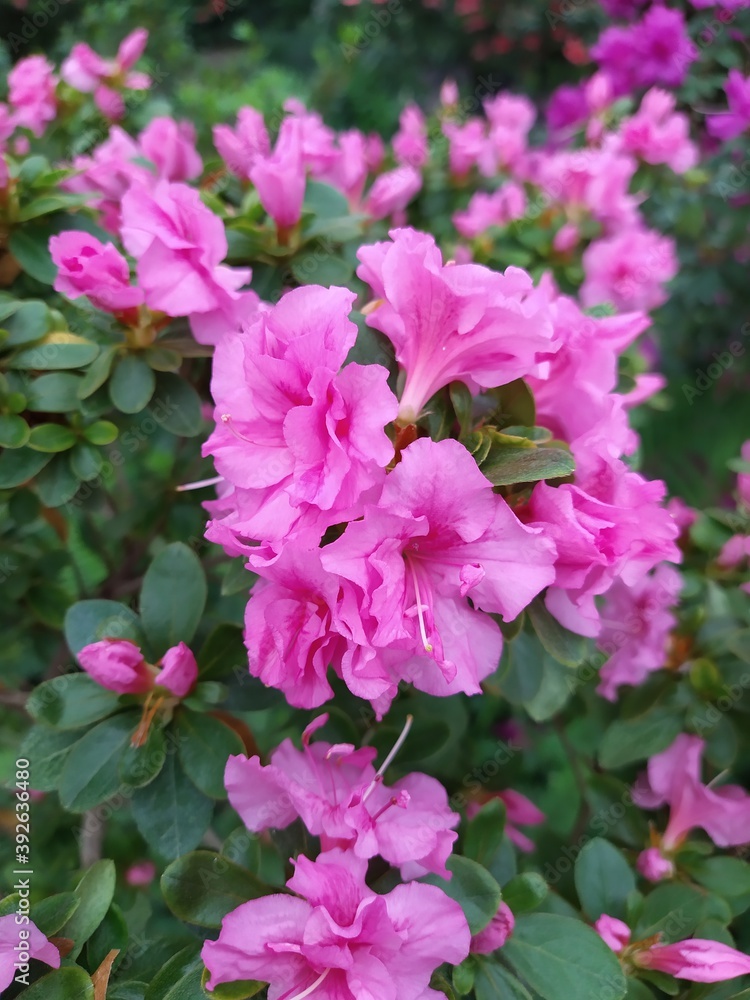 Asalia lilac beautiful bright colors in the garden Asalia lilac beautiful bright colors in the garden