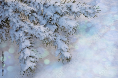 Fir-tree branches covered with frost, against a background of sparkling white snow. Christmas and New Year.