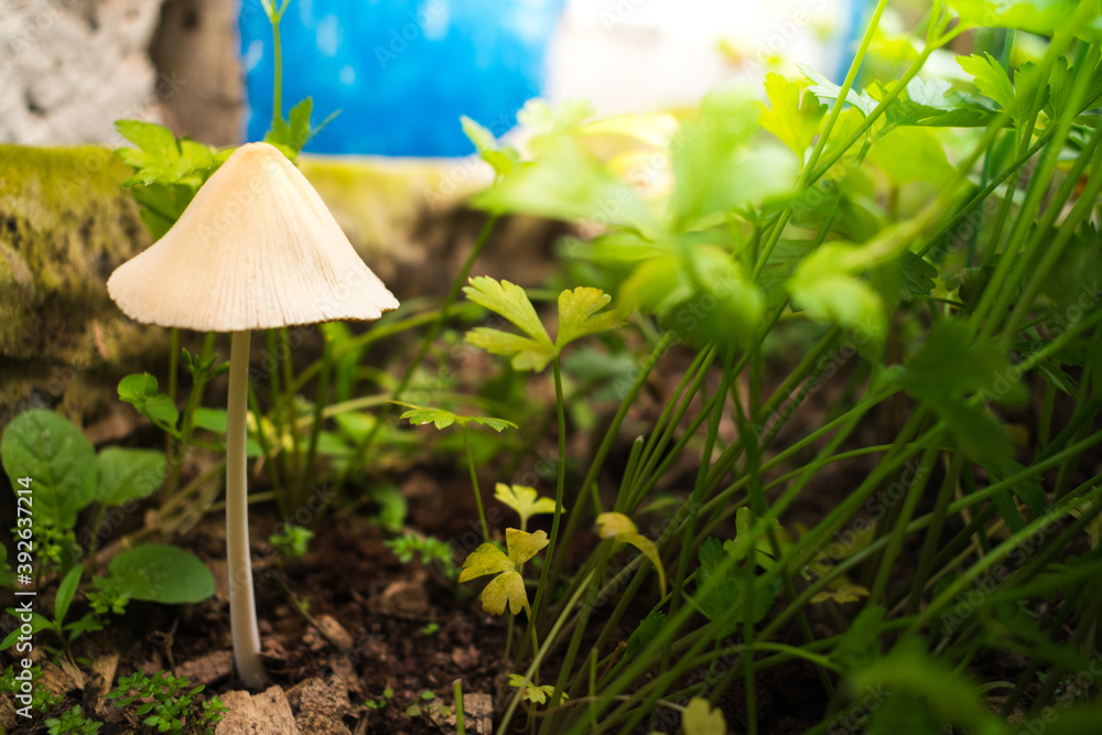 mushroom in the grass mushroom in the grass