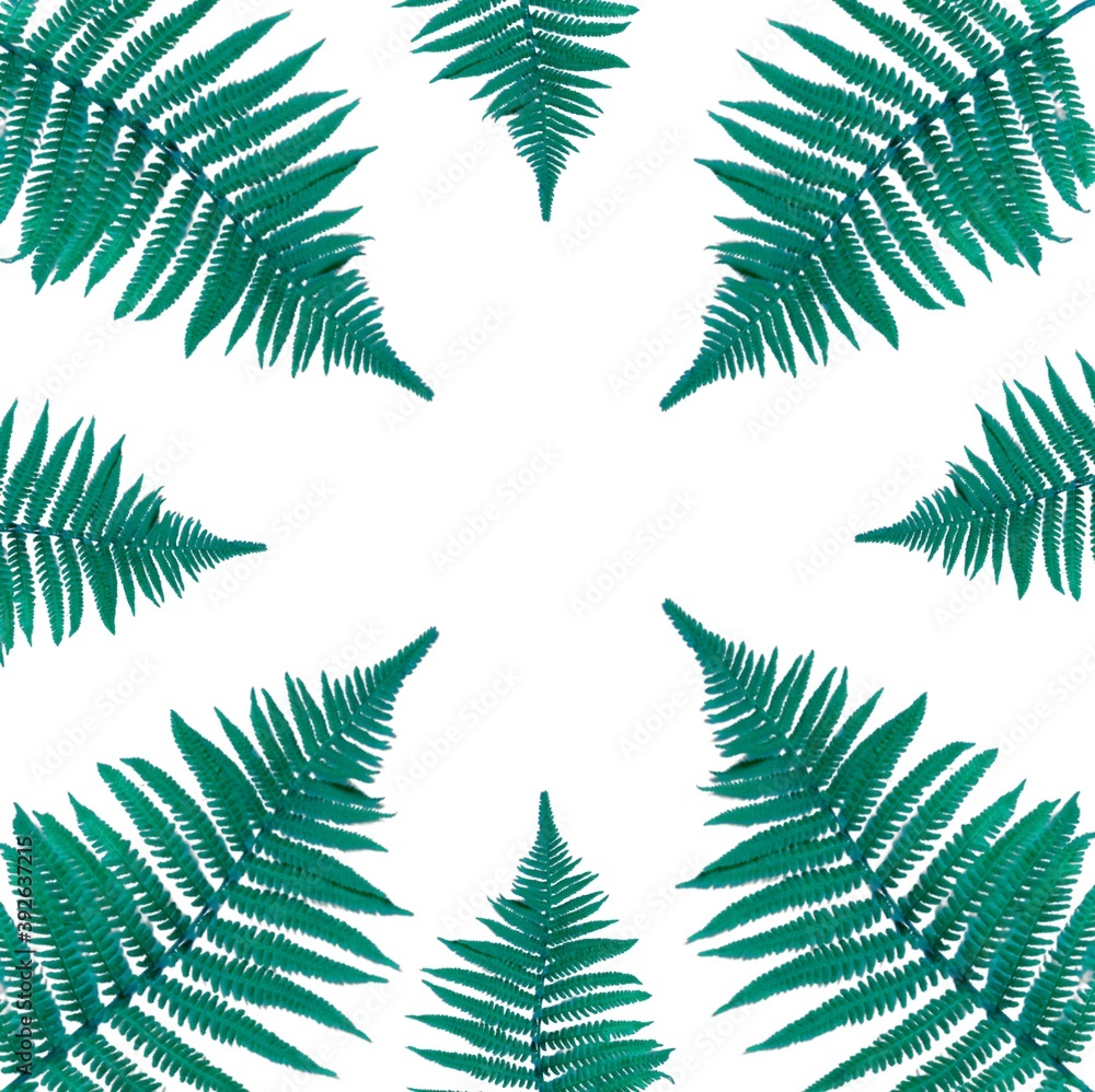 composition of mint fern leaves on a white background