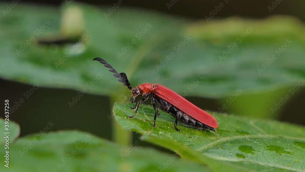 Red Long horned Beetle on green leaf in tropical rain forest.