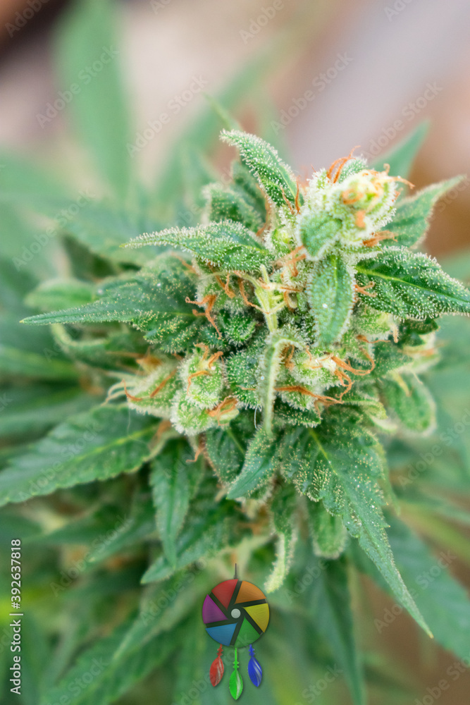 marijuana closeup marijuana closeup