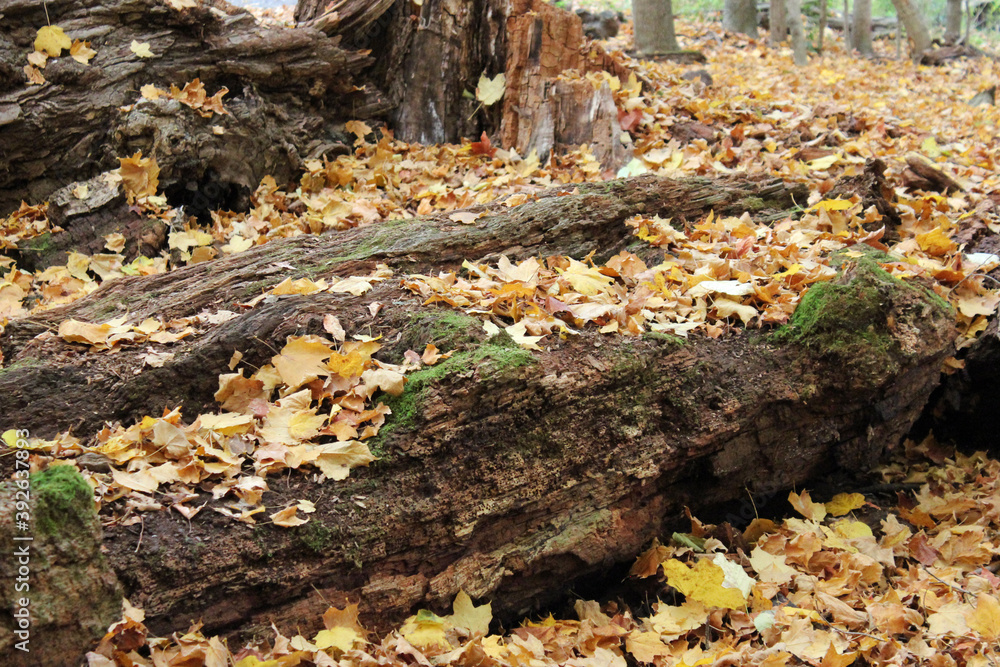 Moss and Leaves on a fallen tree Moss and Leaves on a fallen tree