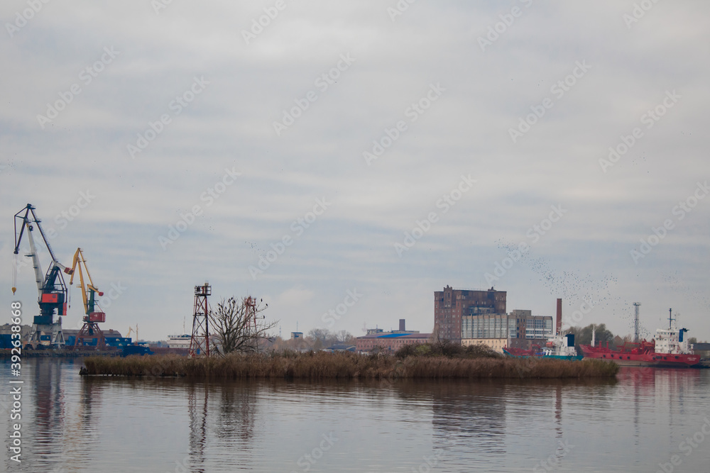 Islet of plants in the water against the backdrop of buildings and cranes 