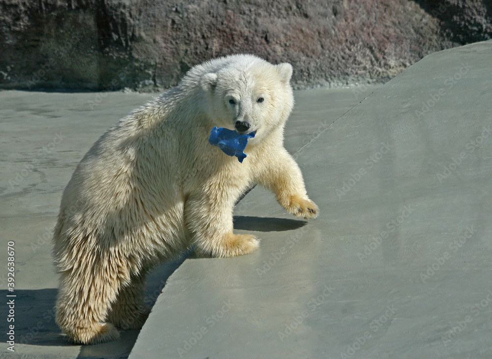 Polar bear at the zoo with a piece of blue plastic in its teeth. Polar bear at the zoo with a piece of blue plastic in its teeth.