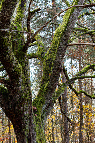 Old tree