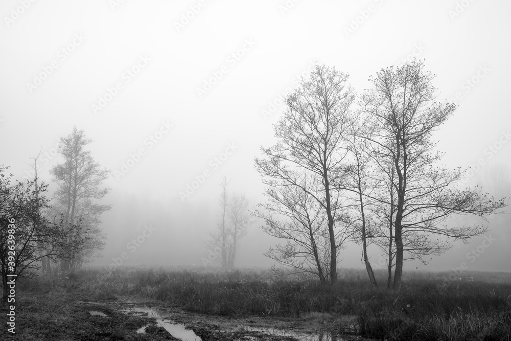 Fototapeta premium Black and white view of marshes and wetlands in Kampinos National Park, Poland on a foggy October morning. The silhouettes of the trees and bushes are blurred due to the fog covering the area.