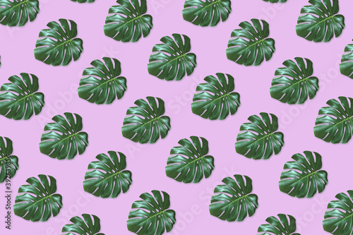 Water lily leaf on bright light pink background pattern. Lotus plant. Creative isometric concept. Minimal composition.