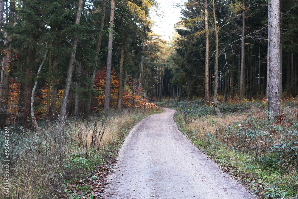 Naklejka premium Path in a forest landscape in the sunset
