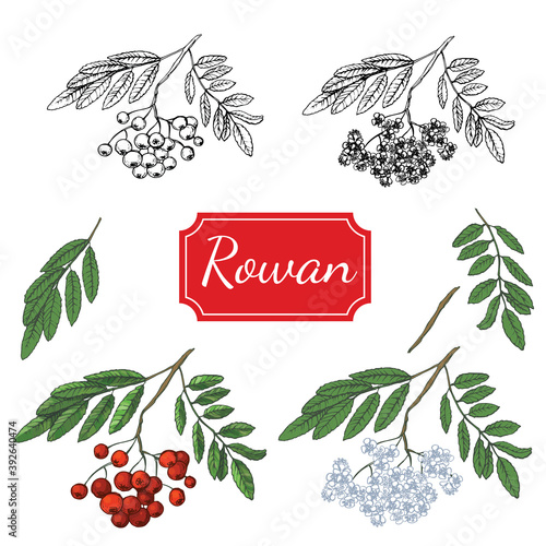 white background with rowan branches, vector illustration