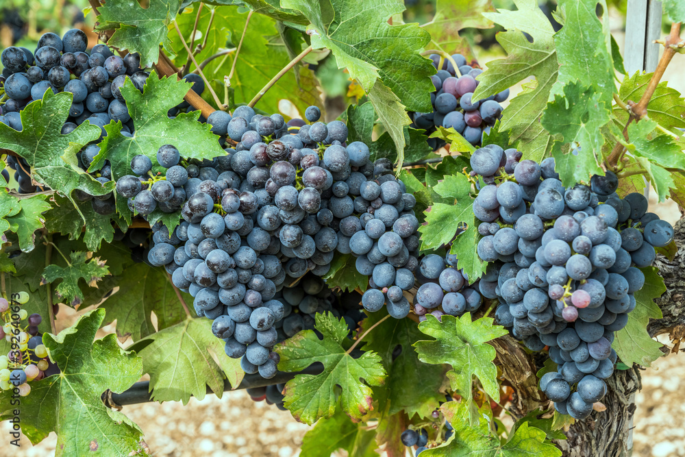 ripe black grape bunches on vine, Abruzzo, Italy