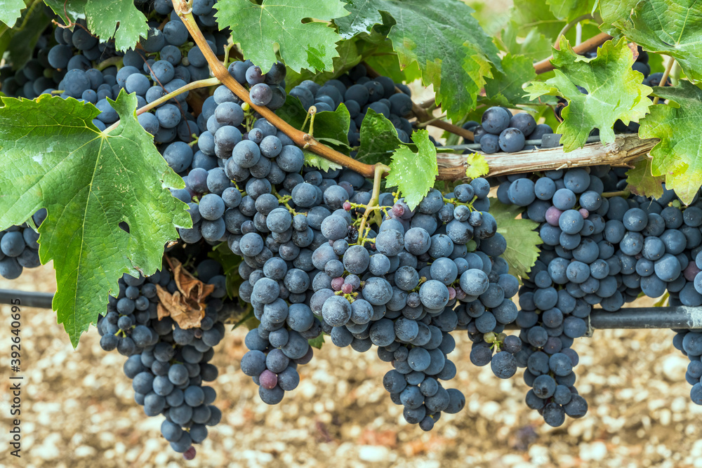 Fototapeta premium heap of ripe black grape bunches on vine, Abruzzo, Italy