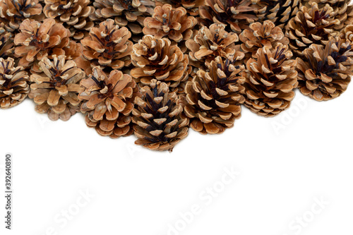 pine cones background