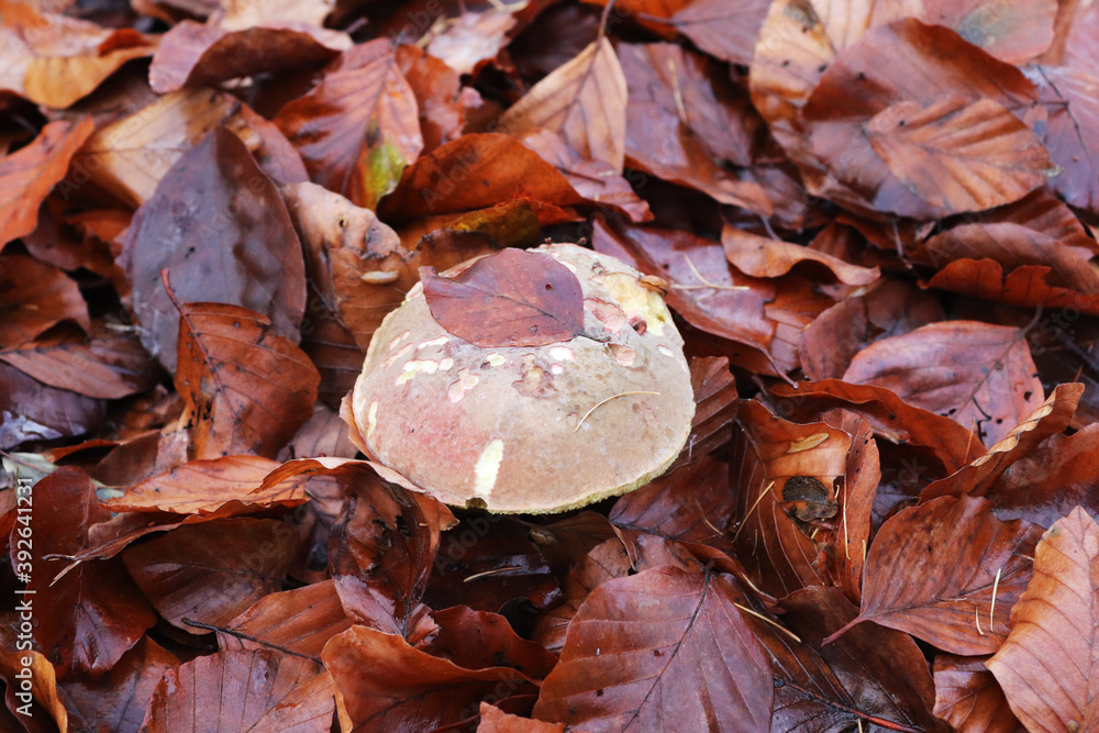 Mushrooms in the midst of leaves Mushrooms in the midst of leaves