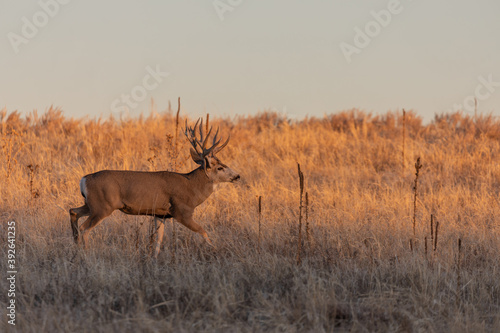 Mule Deer Buck in Rut in Colorado in Autumn