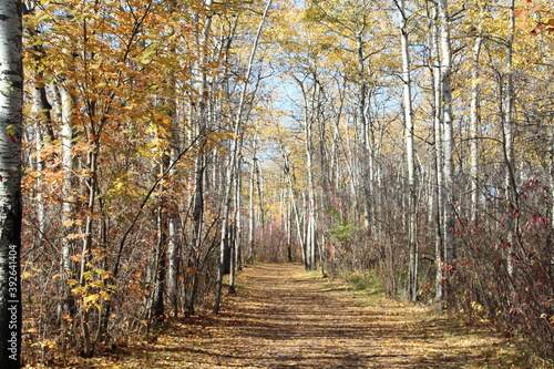 Fall Beauty On The Trail  William Hawrelak Park  Edmonton  Alberta