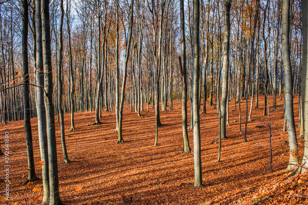 Autumn leaves carpet in the forest (Subcarpathia Poland) Autumn leaves carpet in the forest (Subcarpathia Poland)