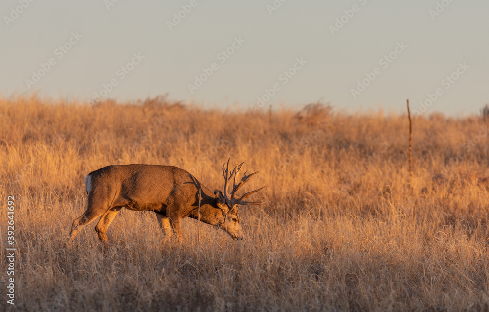 Naklejka premium Mule Deer Buck in Rut in Colorado in Autumn