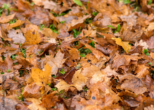 autumn leaf background, earth texture in autumn, suitable for background