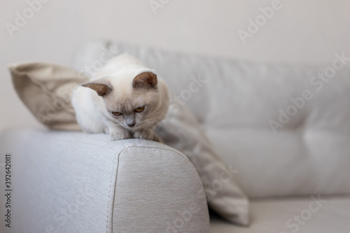 breed of European Burmese cat, lilac, sitting on sofa.