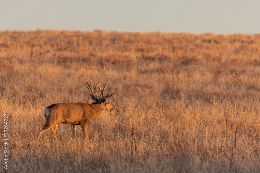 Naklejka premium Mule Deer Buck in Rut in Colorado in Autumn