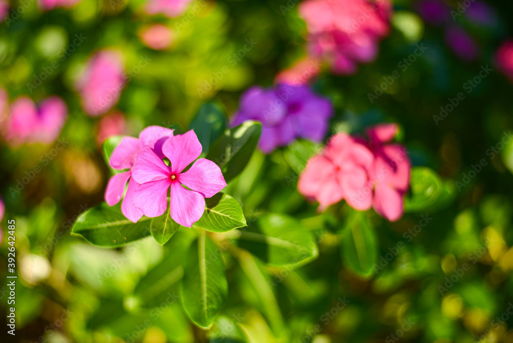 pink flowers in the garden pink flowers in the garden