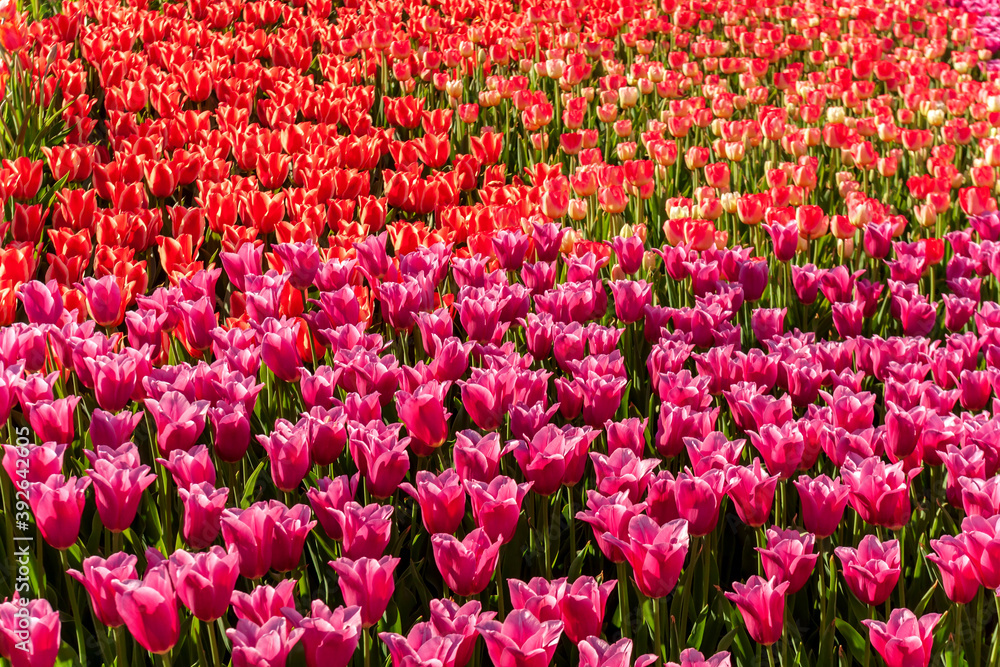 Tulip field close up view mix purple red tulips