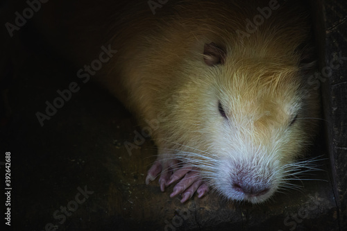 Otter resting in his hideout