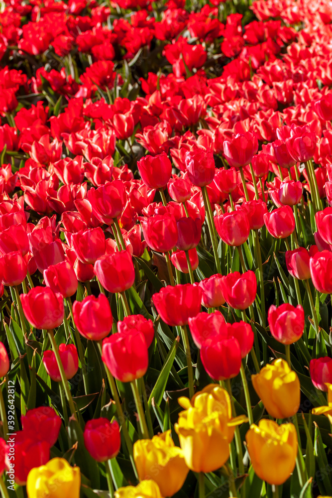 Dutch flowers Tulips Mixed Colors