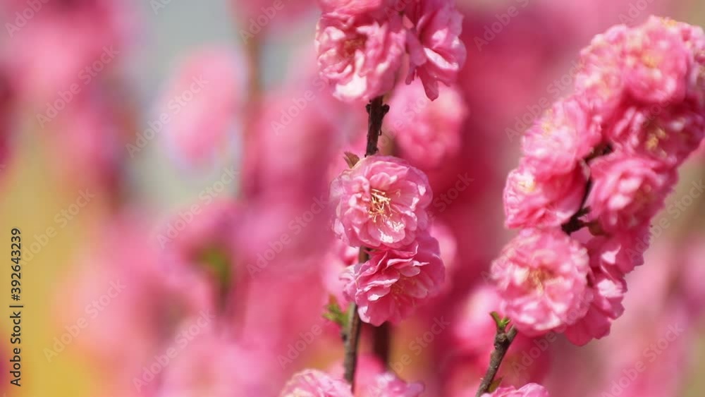 elm blossom in the park, LUANNAN COUNTY, Hebei Province, China elm blossom in the park, LUANNAN COUNTY, Hebei Province, China