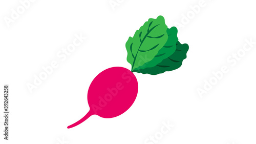 radishes isolated on white background. Vector illustration. ingredients for cooking
