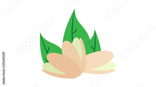 Vector pistachios icon on background. Realistic nut with leaves and seeds