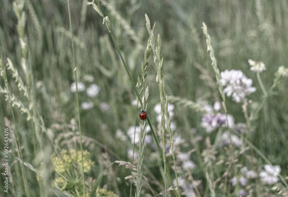 ladybug on a grass