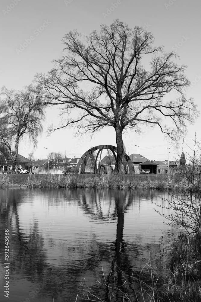 Silhouette of trees reflected in the water of a city pond on a sunny day in black and white.