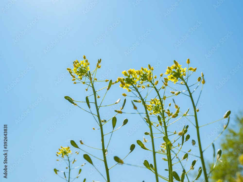 Yellow flowers on the left on long green stems against a blue sky, on the right there is a place for an inscription. Yellow flowers on the left on long green stems against a blue sky, on the right there is a place for an inscription.