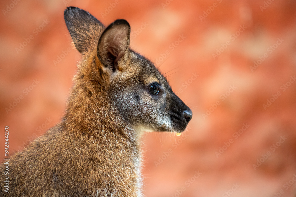 Portrait  joey young kangaroo on the brown background
