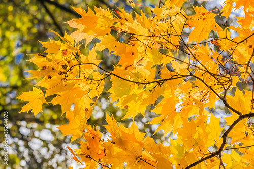 Maple branches with golden leaves in October