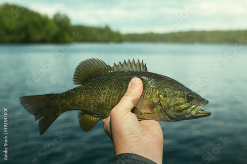 Smallmouth Bass Fishing Catch Maine Lake