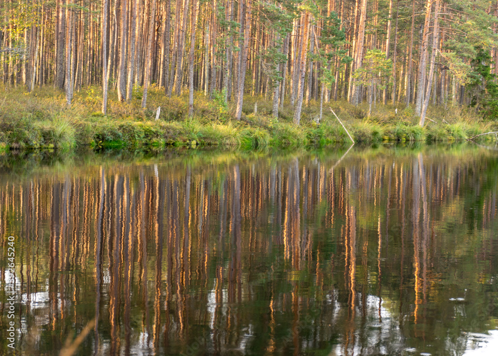 autumn landscape with a bog lake, tree reflections in the lake water, autumn time