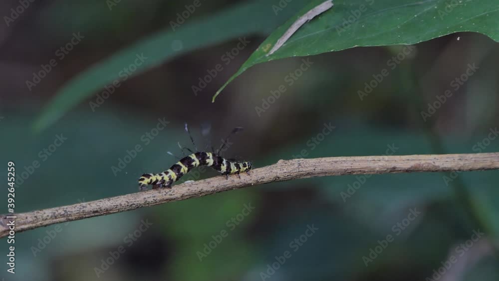 Caterpillars crawling on branches in tropical rain forest. Caterpillars crawling on branches in tropical rain forest.