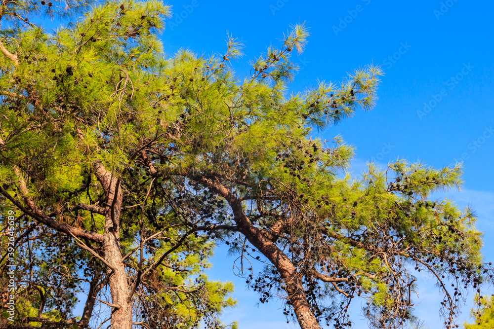 Turkish pine tree (Pinus brutia) against blue sky Turkish pine tree (Pinus brutia) against blue sky