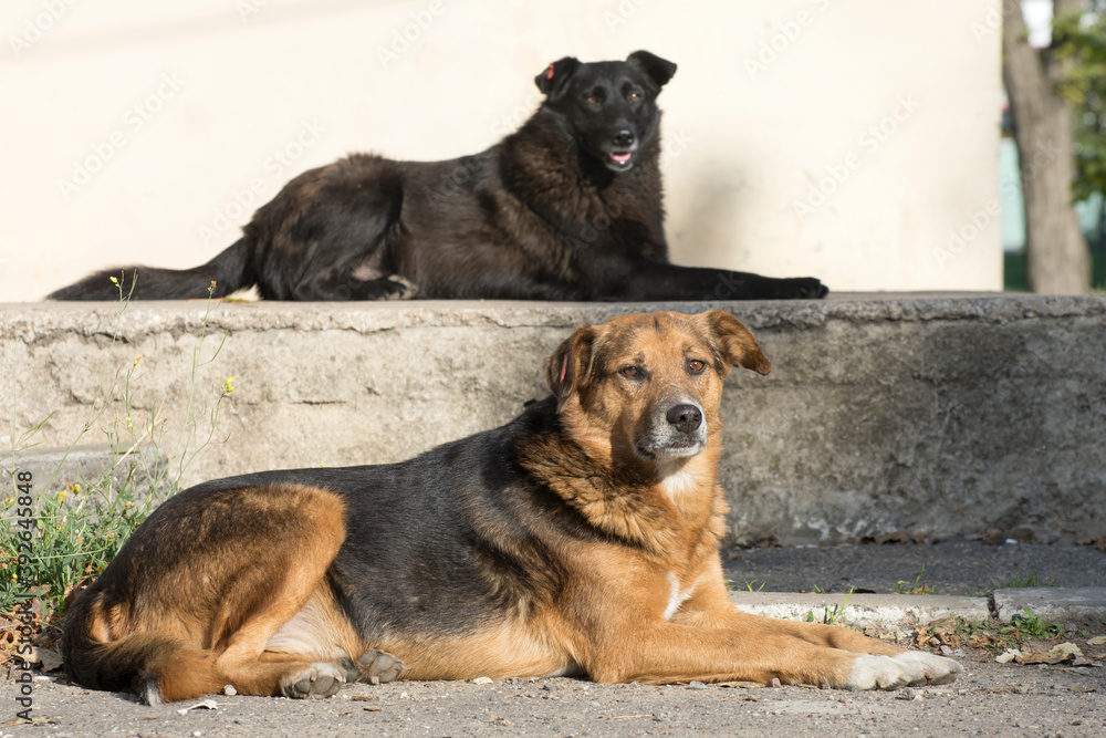 Stray dogs on the street. Urban animal lifestyle. Loneliness and sad emotions. Stray dogs on the street. Urban animal lifestyle. Loneliness and sad emotions.