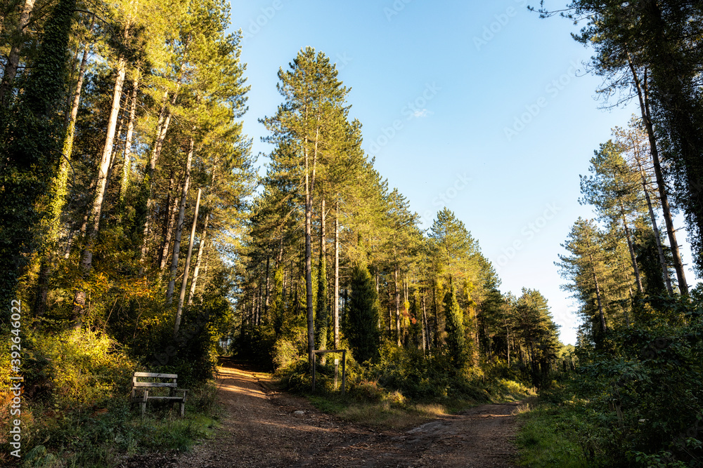 Fototapeta premium bivio nel bosco tra due sentieri 