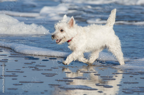 West Highland White Terrier is running along seashore. The dog's coat, nose, ears and tail are wet. Puppy is happy.