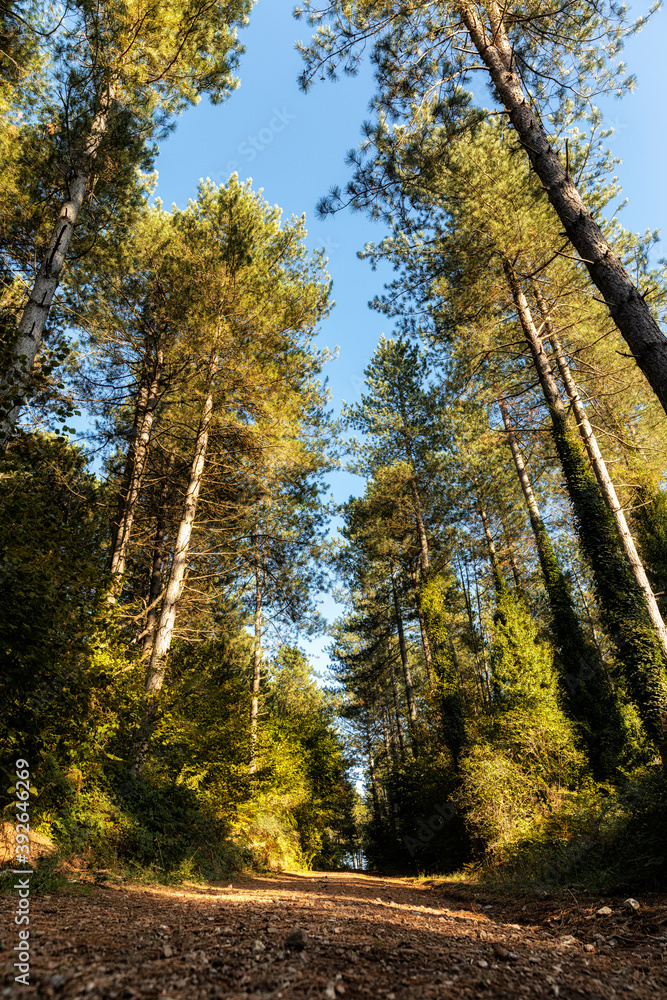 Fototapeta premium alberi in autunno lungo un sentiero nel bosco
