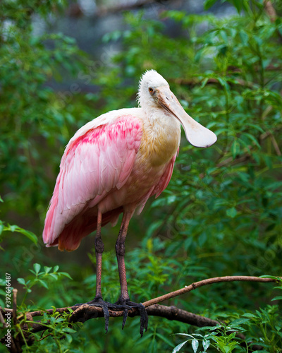 Roseate Spoonbill Stock Photos. Roseate Spoonbill close-up view profile perched displaying  pink feather plumage wings in its environment and habitat with blur foliage background. Image. Picture. 