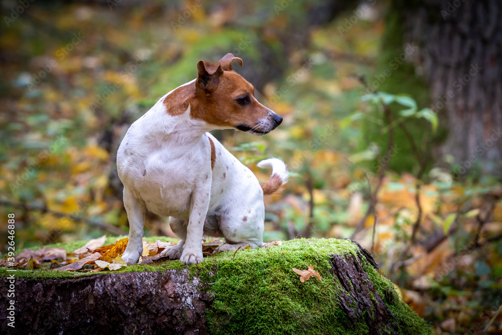 Portrait of a beautiful young Jack Russell Terrier breed dog